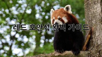 레드 호안석: 완벽 가이드